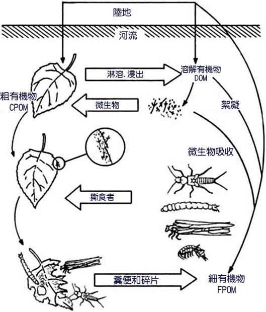 河流生態學 Cover01 河流生態學永續社 林雨莊編譯 第1章 河流生態系統概述 第2章 河水流動 第3章 河流地貌 第4章 河流水的化學 第5章 非生物環境 第6章 初級生產者 第7章 碎屑能源 第8章 營養關係 第9章 物種的相互作用 第10章 溪流生態社區 第11章 營養動能 第