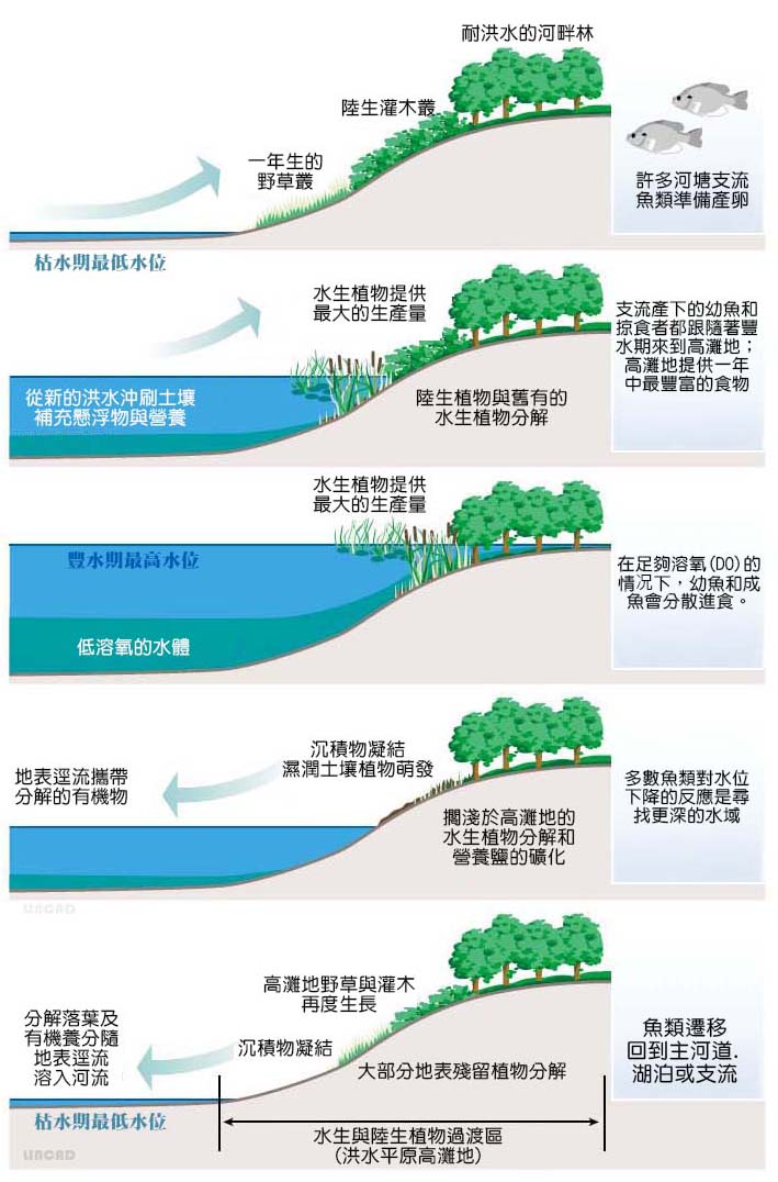 1-26洪水脈衝概念示意圖.jpg