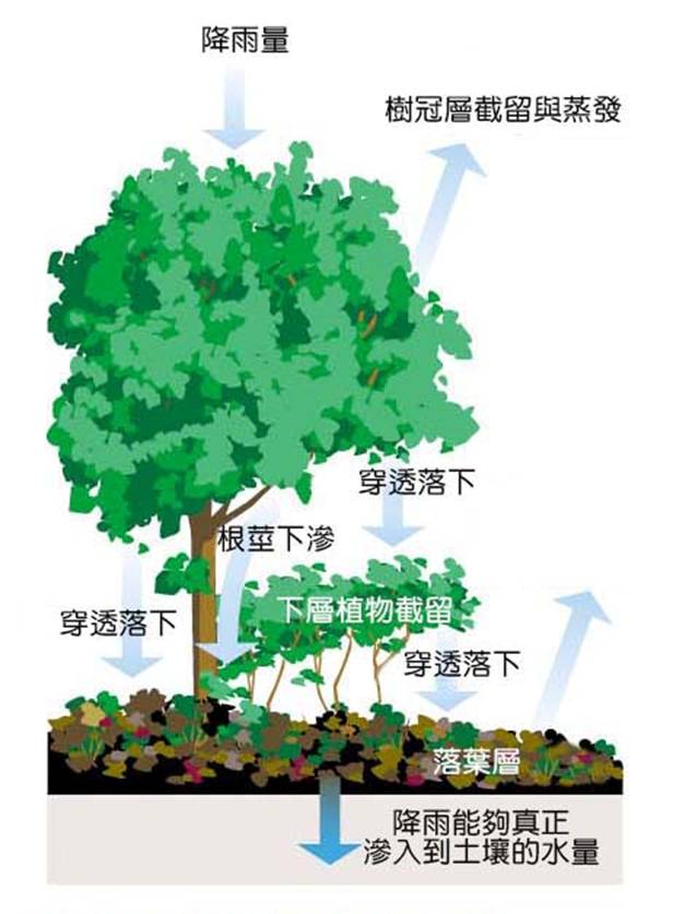 2-3森林降雨的途徑.jpg