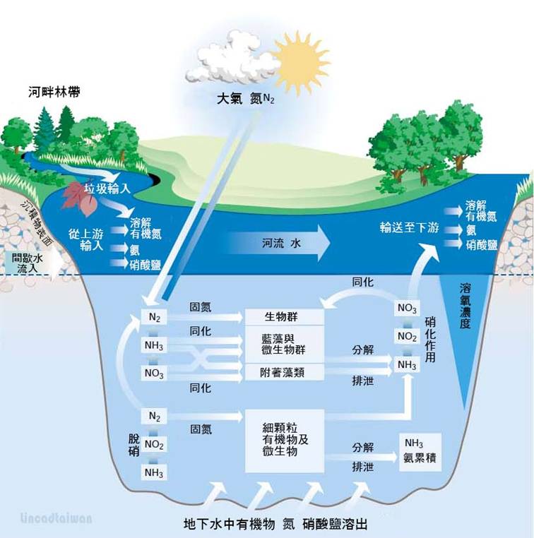 2-21河流生態系統中氮氣的動態和轉化.jpg