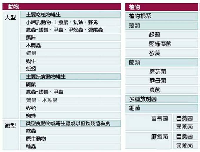 T2-10土壤中常見的生物類群.jpg