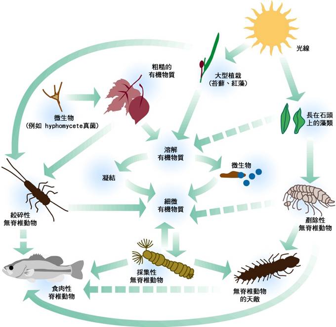 2-33溪流中發現的食物鏈關係.jpg