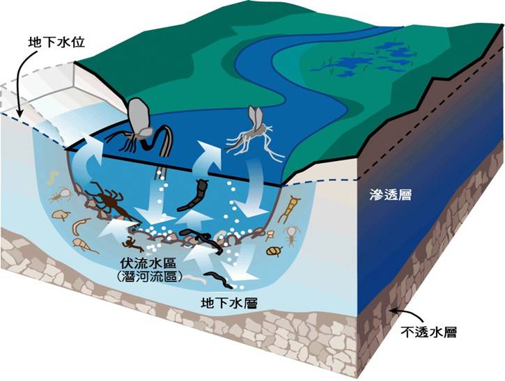 2-35Hyporheic潛河流區.jpg