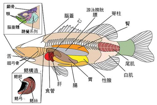 a-Anatomy-of04