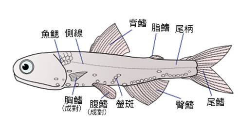 400px-Lampanyctodes_hectoris_(Hector's_lanternfish)