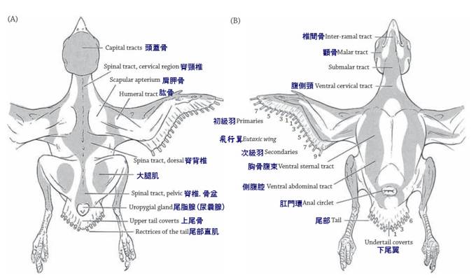 BIRD 2-3