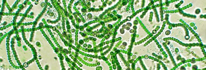 Cyanobacteria-0x411.jpg