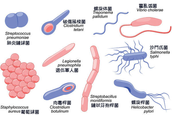 bacterial-shapes-thinkstock.jpg