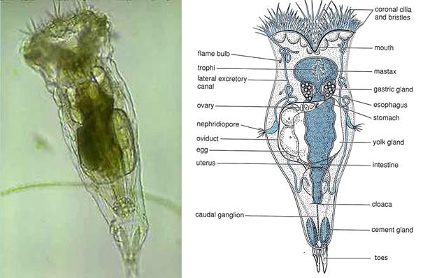 Rotifer.jpg