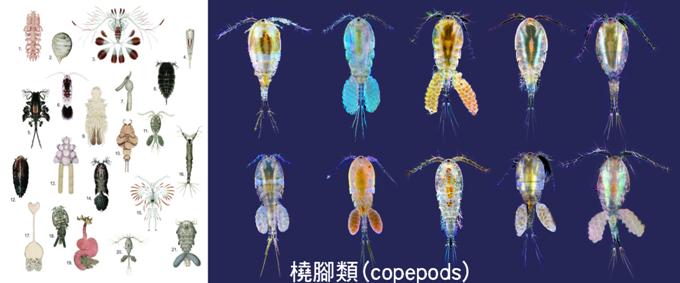 copepods04.png