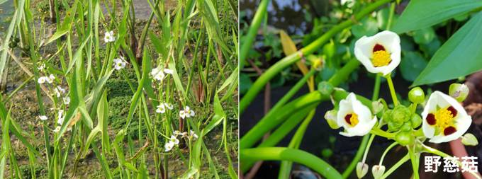 AOhSagittaria trifolia0