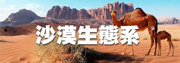 沙漠生態系0.jpg
